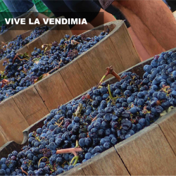 Viva la Vendimia
